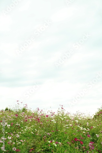 Many cosmos flowers are blooming at a park in Tokyo, Japan. Showa kinen Park in Tokyo.