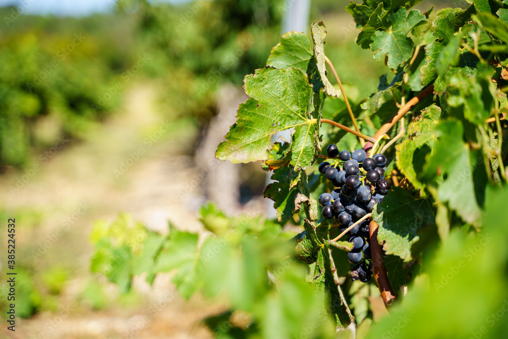 Selective focus on a black grape cluster in a vineyard