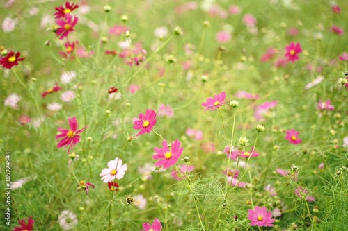 Many cosmos flowers are blooming at a park in Tokyo, Japan. Showa kinen Park in Tokyo.
