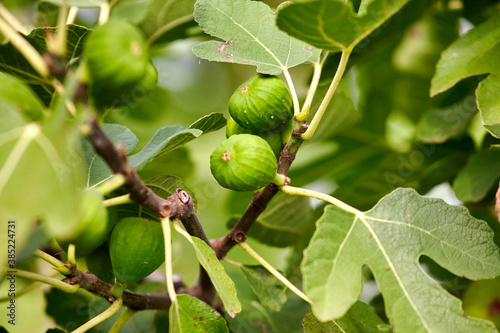 Closeup of common fig tree with fruits and foliage . Green leaves are lobed and the figs not ripe.