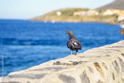 Dove in front of the sea