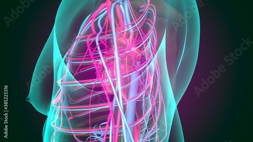 3d illustration of human circulatory system heart anatomy