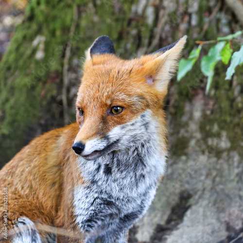 Kleiner Fuchs im Wald