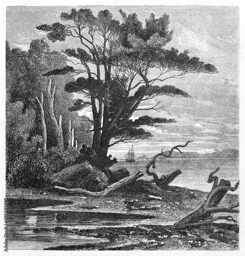 Puerto del Hambre (Port Famine), big tree on sunset in the north shore of the strait of Magellan, Chile. Ancient grey tone etching style art by De B�rard, published on Le Tour du Monde, Paris, 1861 photo