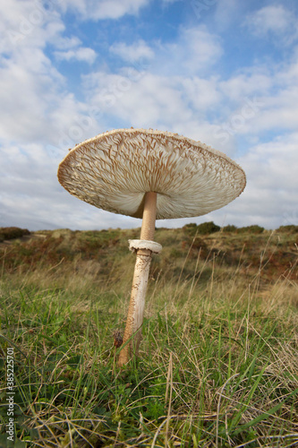 Single Parasol mushroom (Macrolepiota procera) growing in a grassy field, photographed low down from the side, showing cap, gills and stem - UK