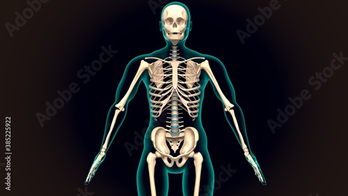 3d illustration of the human skeleton anatomy