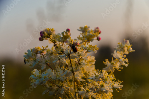 yarrow in the frost and morning mist by the pond