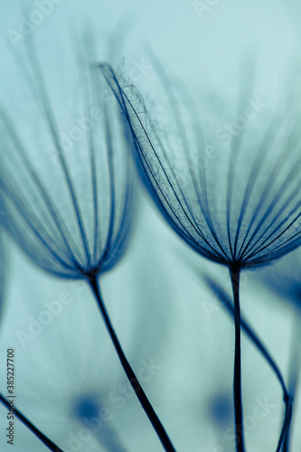 Abstract macro photo of dandelion seeds. Shallow focus. Old style