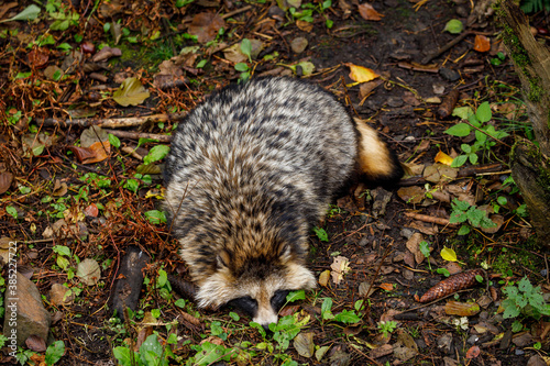 A Raccoon Dog in the forest photo