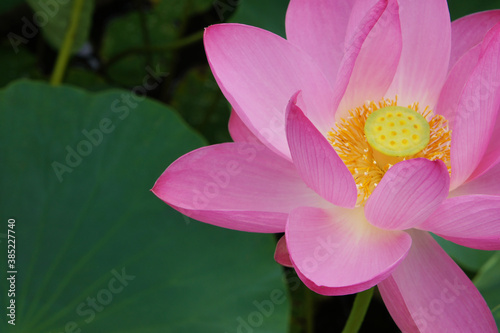 蓮の花