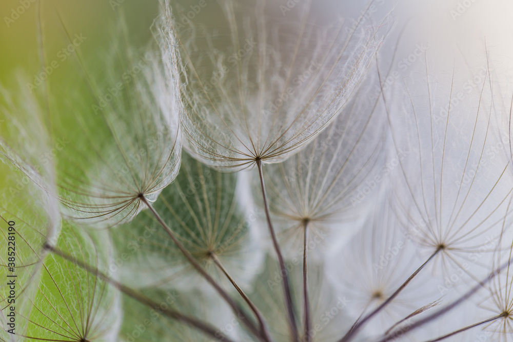 Abstract macro photo of dandelion seeds. Shallow focus. Old style