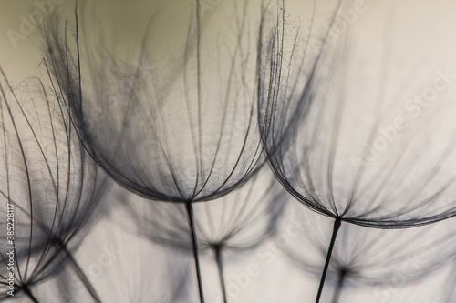 Abstract macro photo of dandelion seeds. Shallow focus. Old style