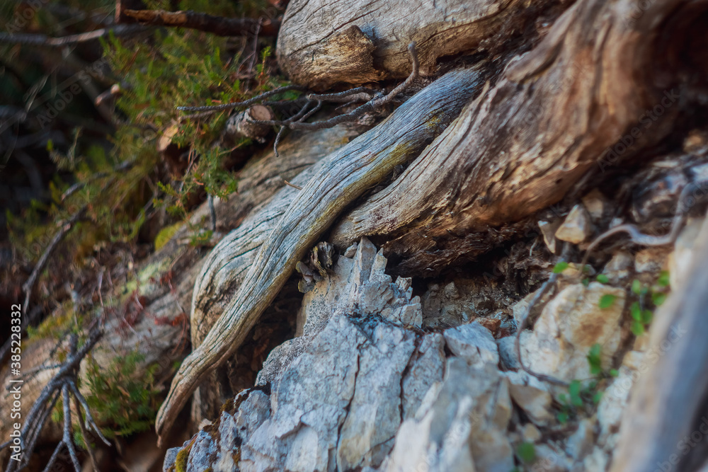 the beauty of the Dolomites. Italy