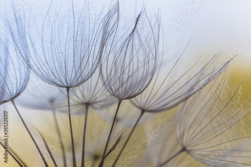 Abstract macro photo of dandelion seeds. Shallow focus. Old style