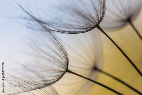 Abstract macro photo of dandelion seeds. Shallow focus. Old style © R_Szatkowski