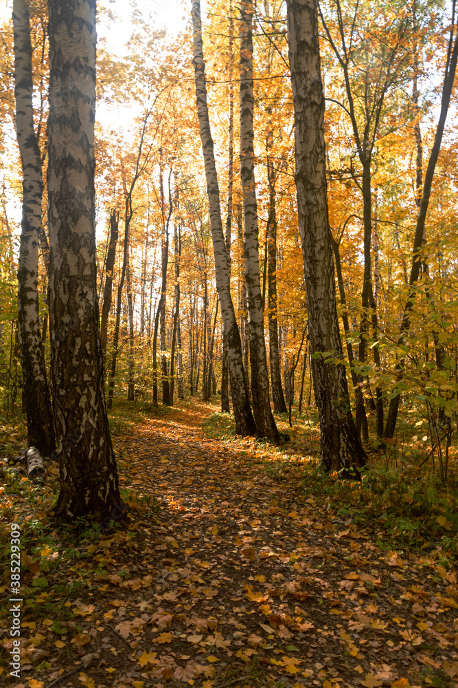 Autumn in a deciduous forest near the city of Samara
