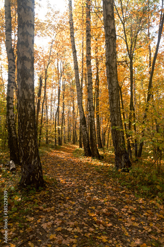 Autumn in a deciduous forest near the city of Samara 