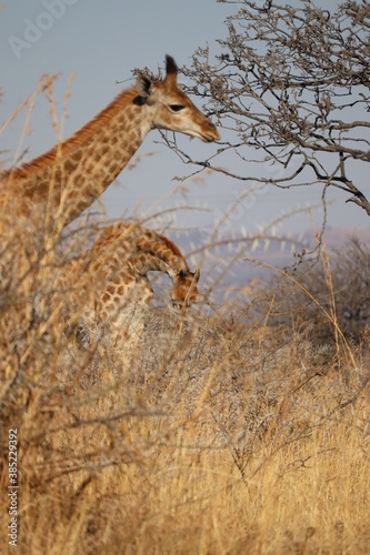 giraffe in nature 