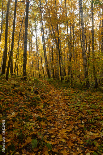 A path in an autumn deciduous forest near the city of Samara © Jury
