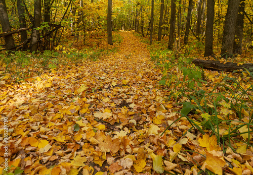 A path with autumn leaves in a forest near the city of Samara