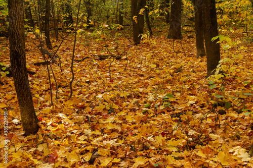 A carpet of leaves in an autumn forest near the city of Samara