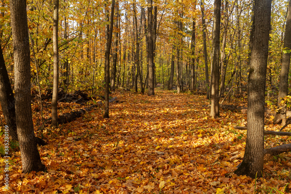 Deciduous autumn forest in the vicinity of the city of Samara