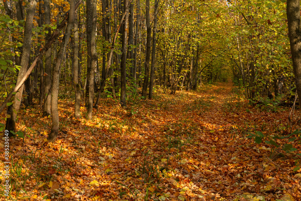 The road in the autumn forest in the vicinity of the city of Samara