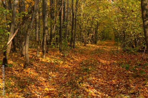The road in the autumn forest in the vicinity of the city of Samara
