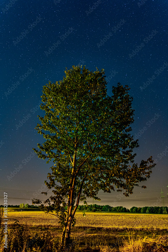 Tree in The Night with Starry Sky Tree in The Night with Starry Sky