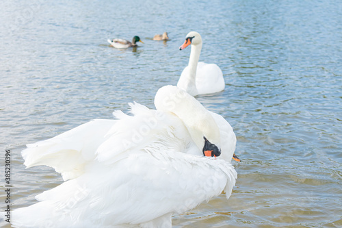 Wild swan on the grass