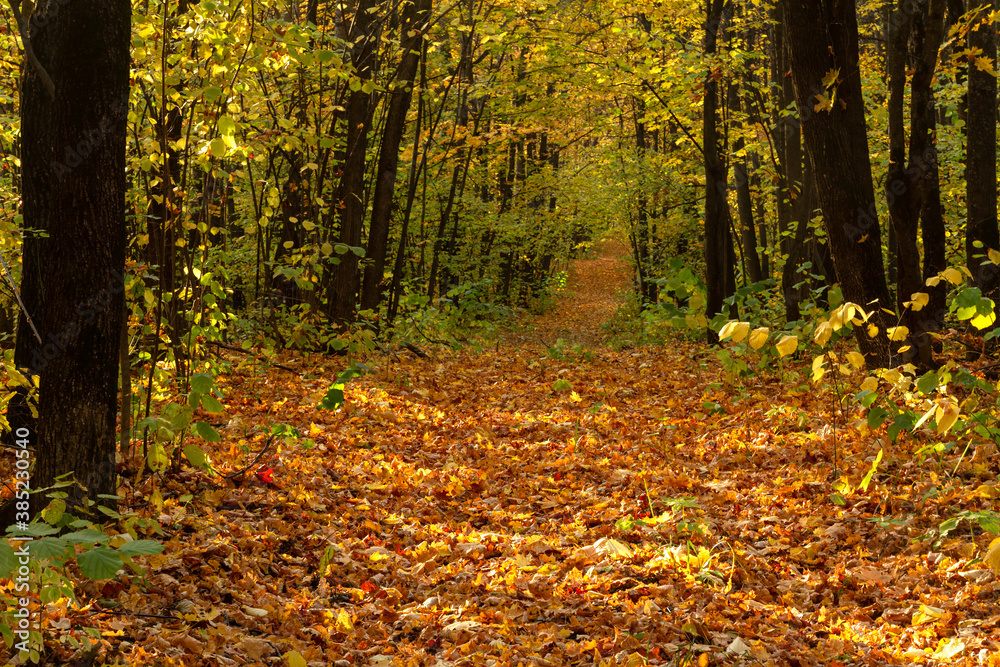 Light rays in an autumn forest near the city of Samara