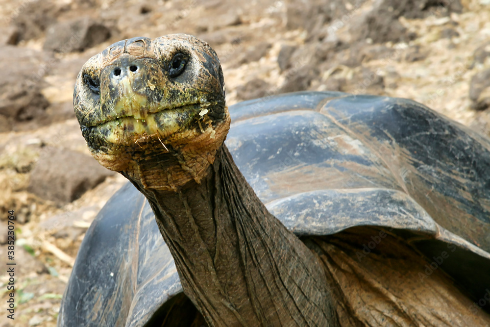 Galápagos Giant Tortoise, Chelonoidis nigra, Galápagos National Park, Galápagos Islands, UNESCO World Heritage Site, Ecuador, America Galápagos Giant Tortoise, Chelonoidis nigra, Galápagos National Park, Galápagos Islands, UNESCO World Heritage Site, Ecuador, America