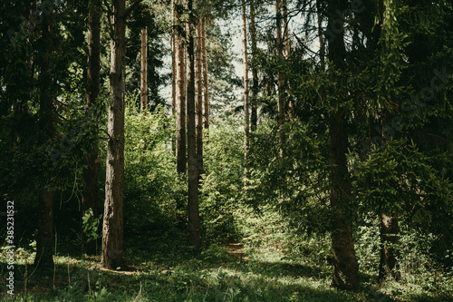 trees in the forest on a sunny day.