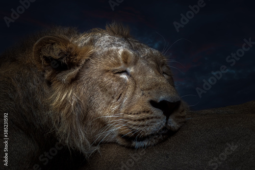 portrait of a sleeping lion