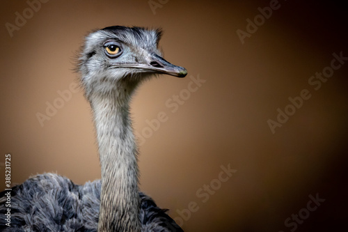 portrait of a nandu photo