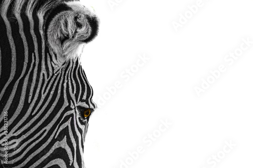 closeup of a zebra head on a white background