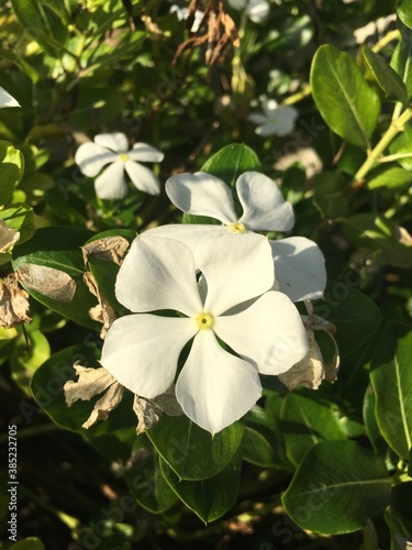 Full white periwinkle flowers and green background and sunset light