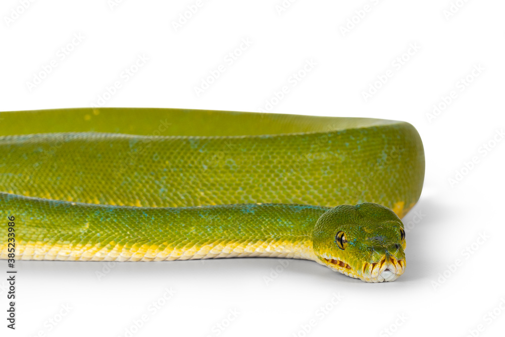 Obraz premium Detail of head of adult Green Tree Python aka Morelia viridis on flat surface. Isolated on white background.