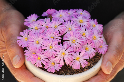 Conophytum praesectum. Succulent plant from South Africa. photo