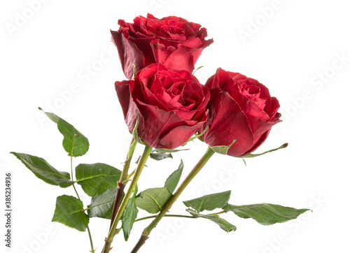 three red roses isolated a white background