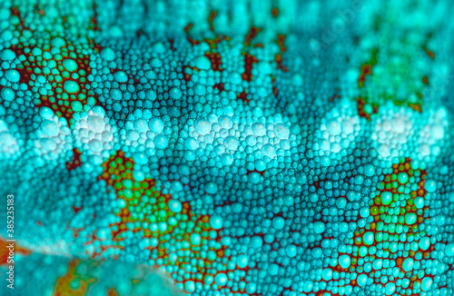 Close up of chameleon's skin. Detail of macro particle of reptile skin.