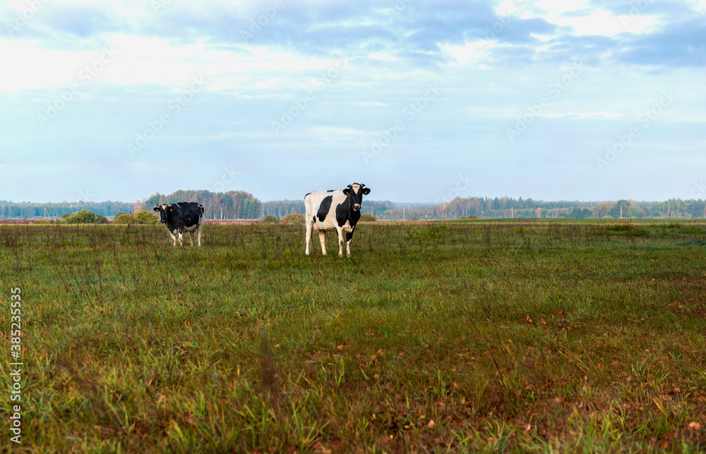 Cows in pasture near the forest in autumn morning. Cows in pasture near the forest in autumn morning.