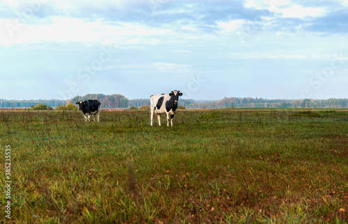 Cows in pasture near the forest in autumn morning.