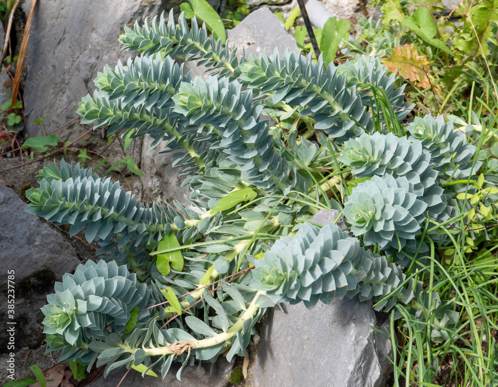 Euphorbia rigida or gopher spurge plant Euphorbia rigida or gopher spurge plant