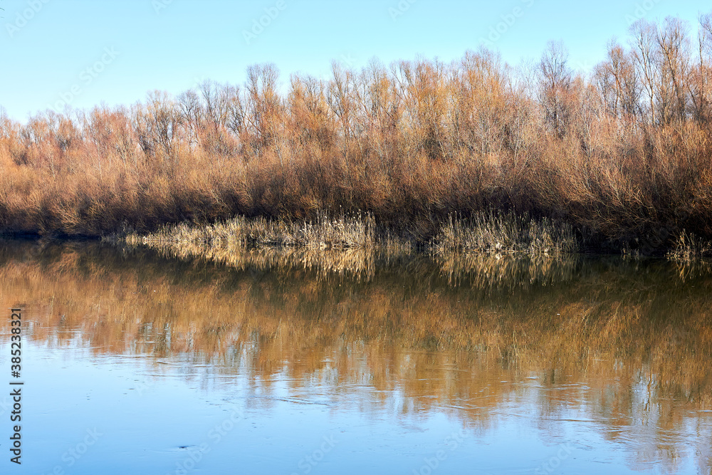 Dry reeds and trees on the river bank in late autumn