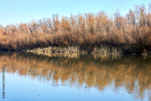 Dry reeds and trees on the river bank in late autumn