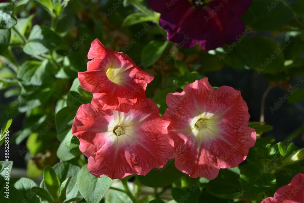 Beautiful coral petunia flowers with white centers. Beautiful coral petunia flowers with white centers.