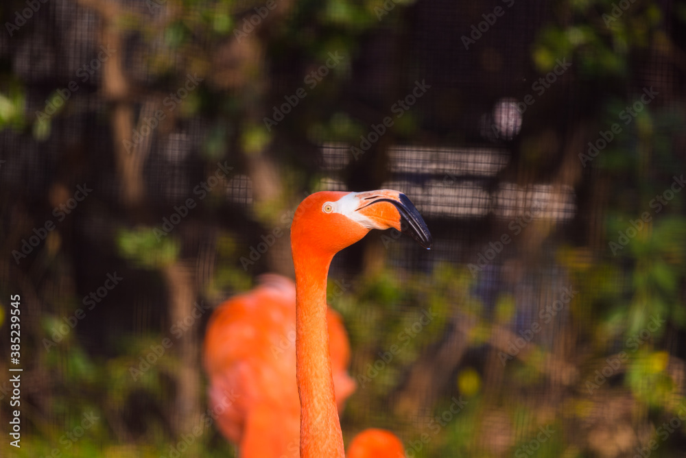 Fototapeta premium flamingo in the zoo