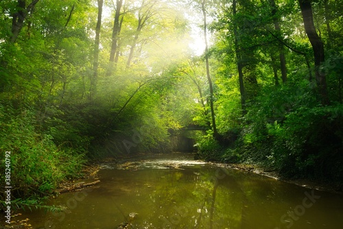Fototapeta Naklejka Na Ścianę i Meble -  Flowing stream in the autumn forest