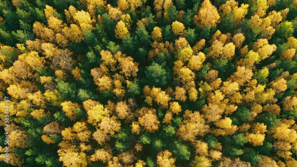 Top view of forest in autumn. Green conifers, deciduous trees with yellow leaves